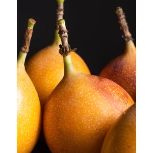 Granadilla X Und