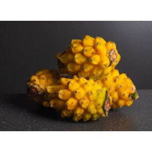 Pitahaya