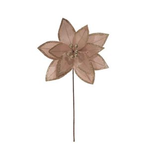Ponsetia 12P 27Cm Champana